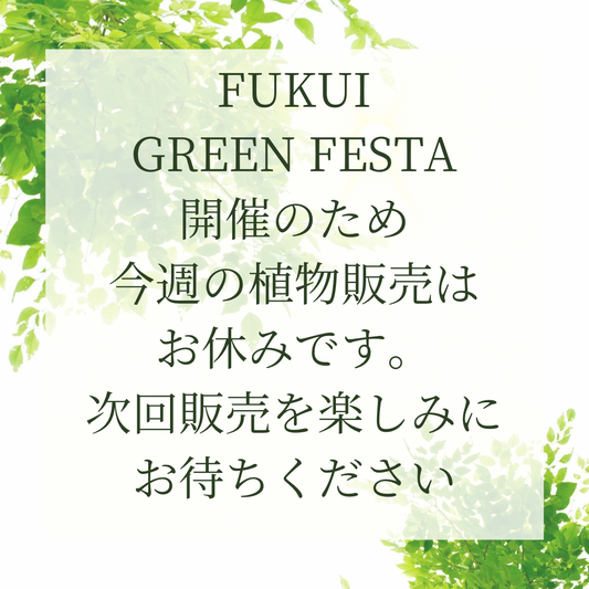 今週の植物販売はお休みです