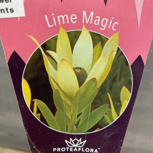 リュウカデンドロン　ライムマジック　オリジナルポット