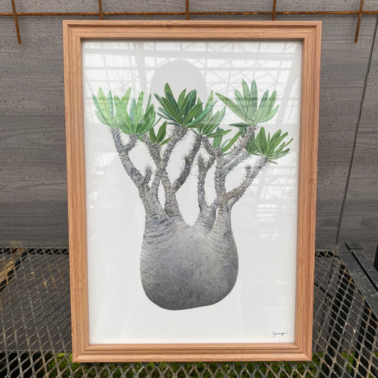 ボタニカルアートフレーム パキポディウム