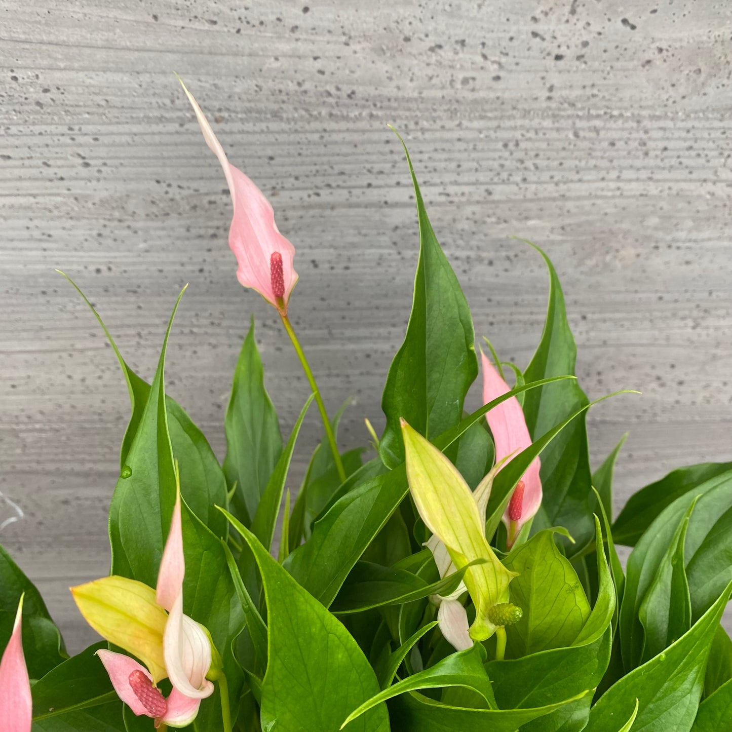 市場仕入れ即売会　No.25047　アンスリウム　リリー　7号底面給水鉢　白