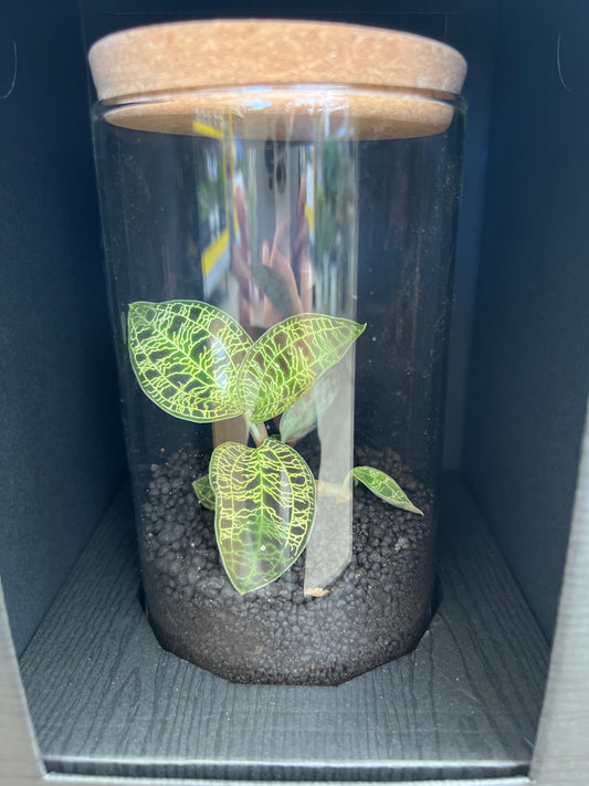 No.15006　ジュエルオーキッド　Macodes petola　ガラス容器入り　黒ケース