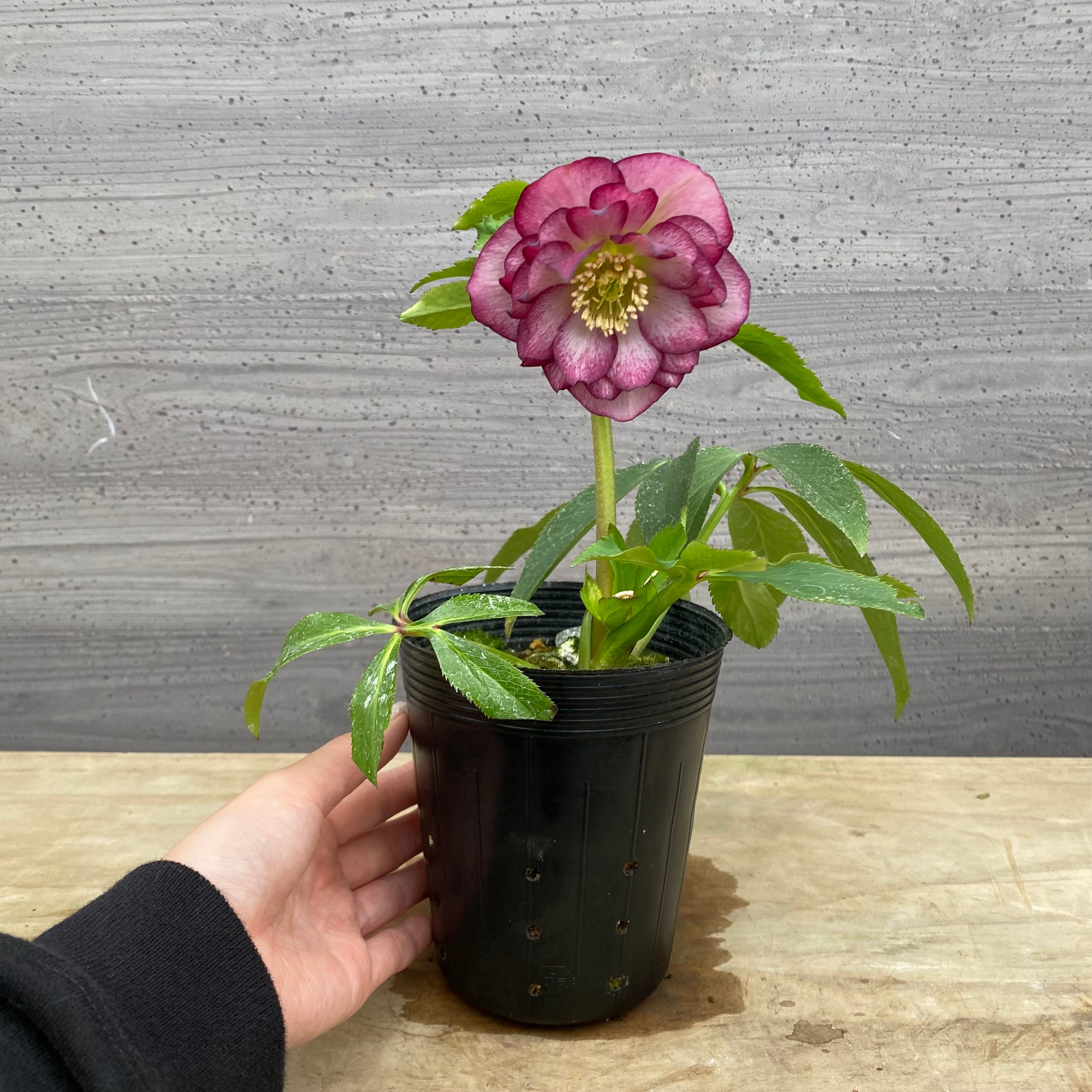 Pickup 全ての商品 – 植物家族