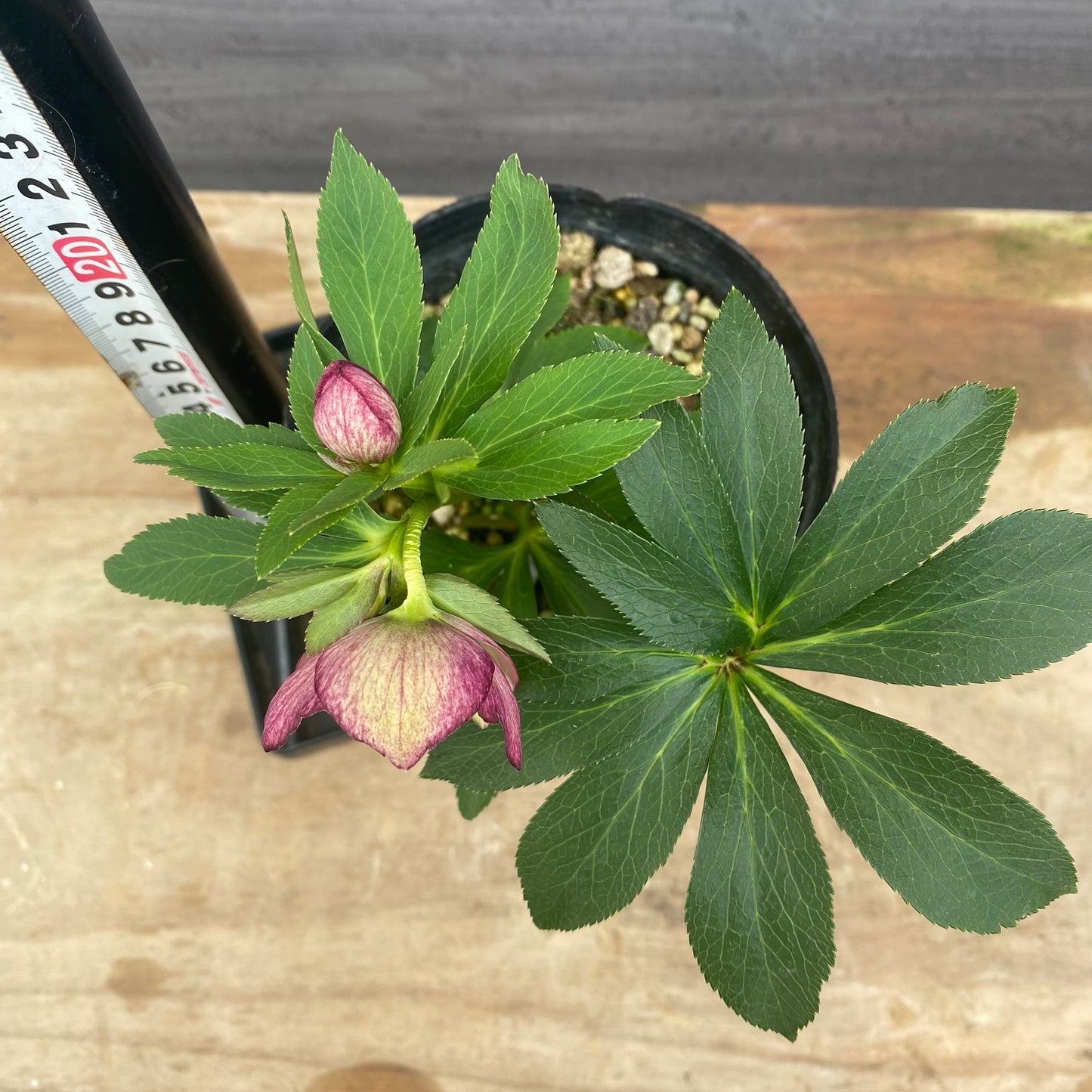 No.09045　クリスマスローズ07　4号苗ポット