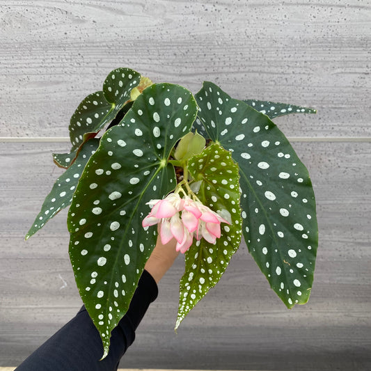 ★追加販売　花郷園★木立性ベゴニア　流れ星　