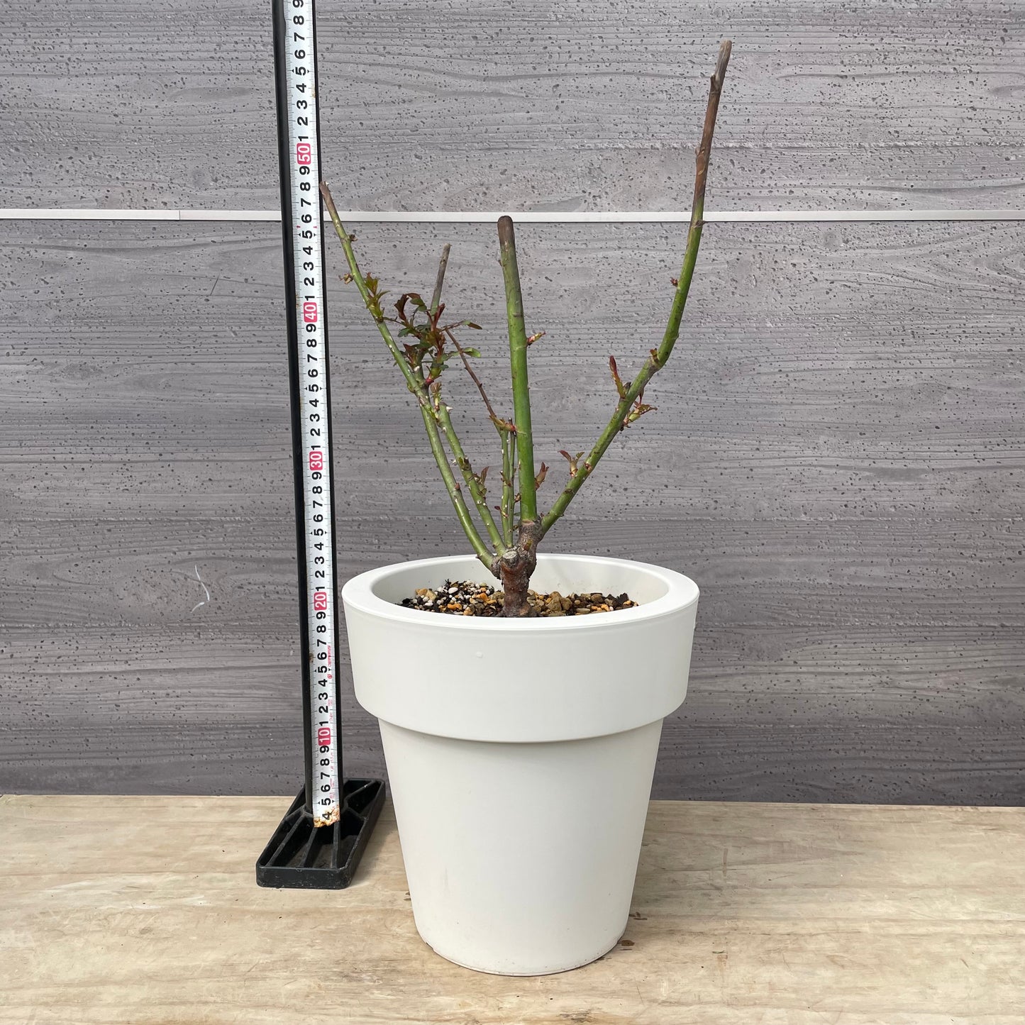 薔薇　パニエ　7号おすすめ白ポット