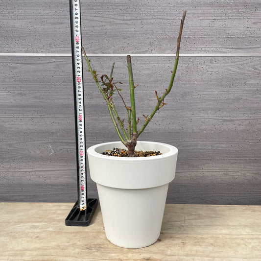 薔薇　パニエ　7号おすすめ白ポット