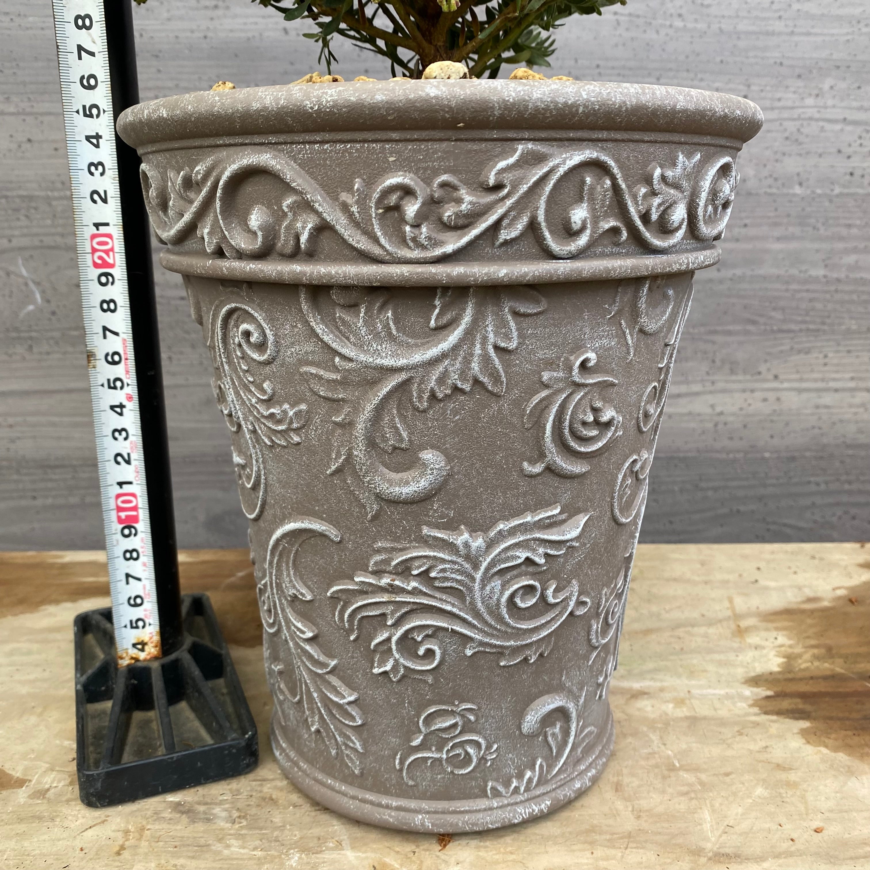 No.12015 グレビレア ファイヤーワークス グレープラ鉢 – 植物家族