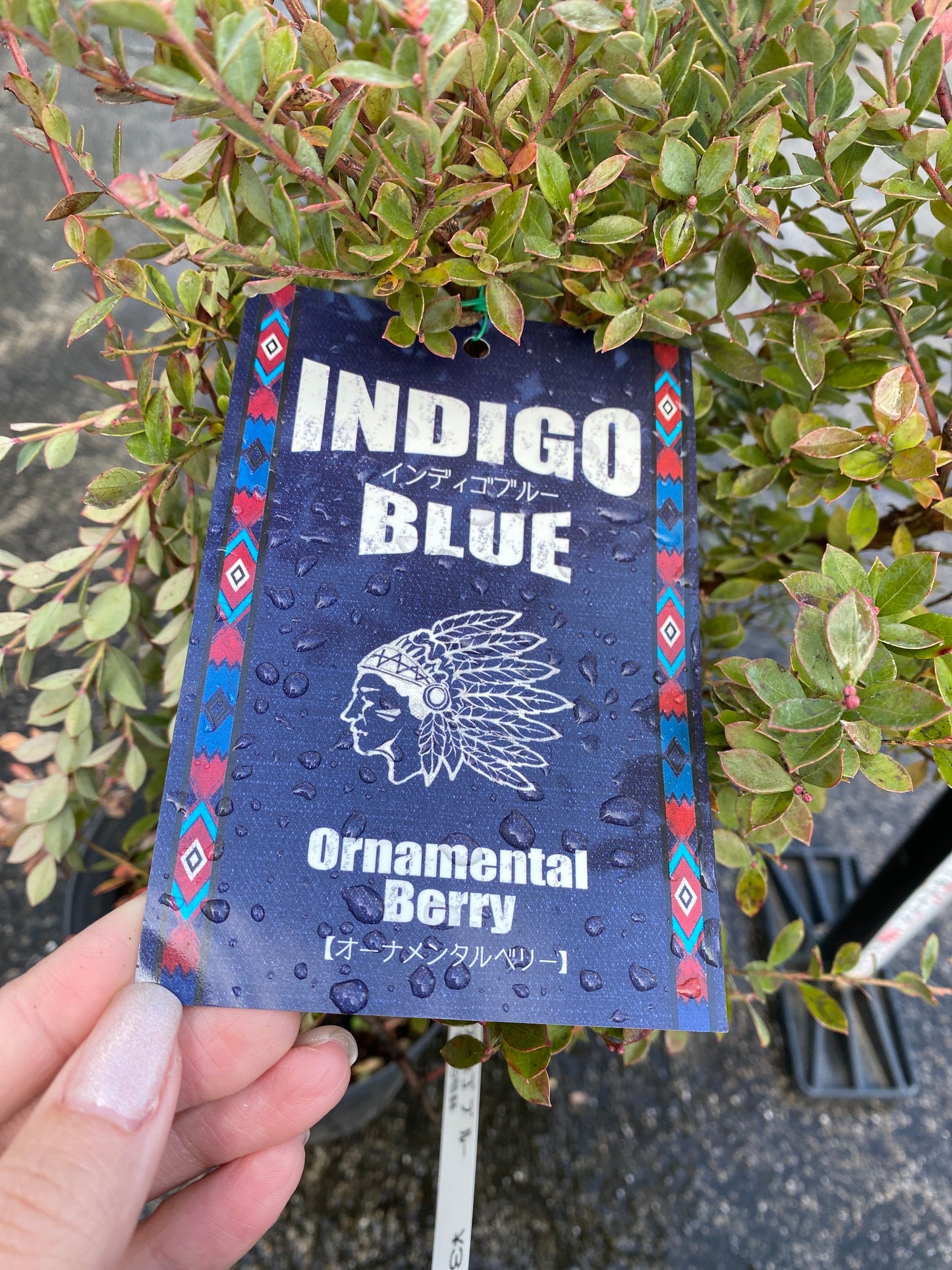 農場創業祭 No.26009　ブルーベリー　インディゴブルー　6号鉢