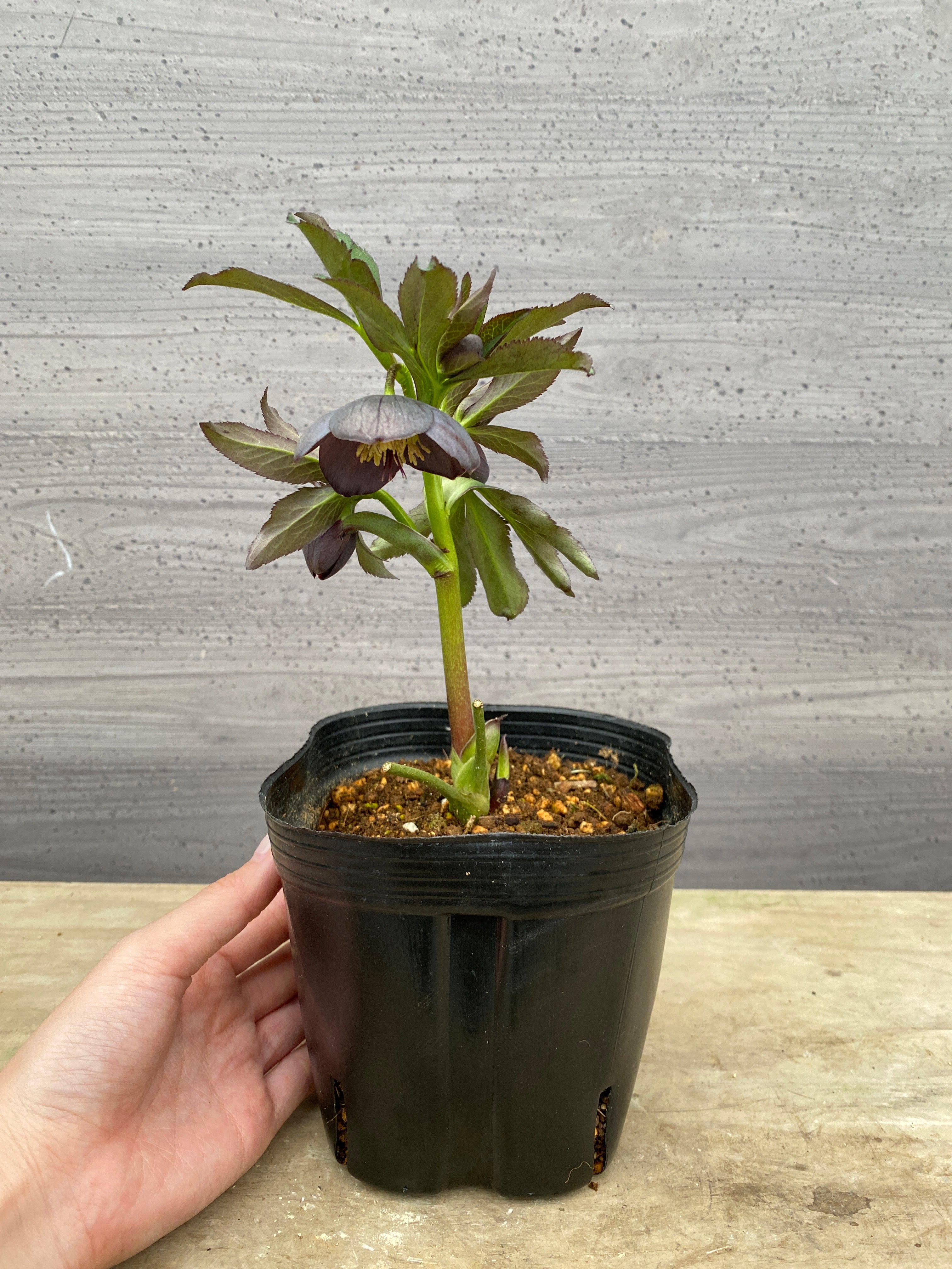 Pickup 全ての商品 – 植物家族