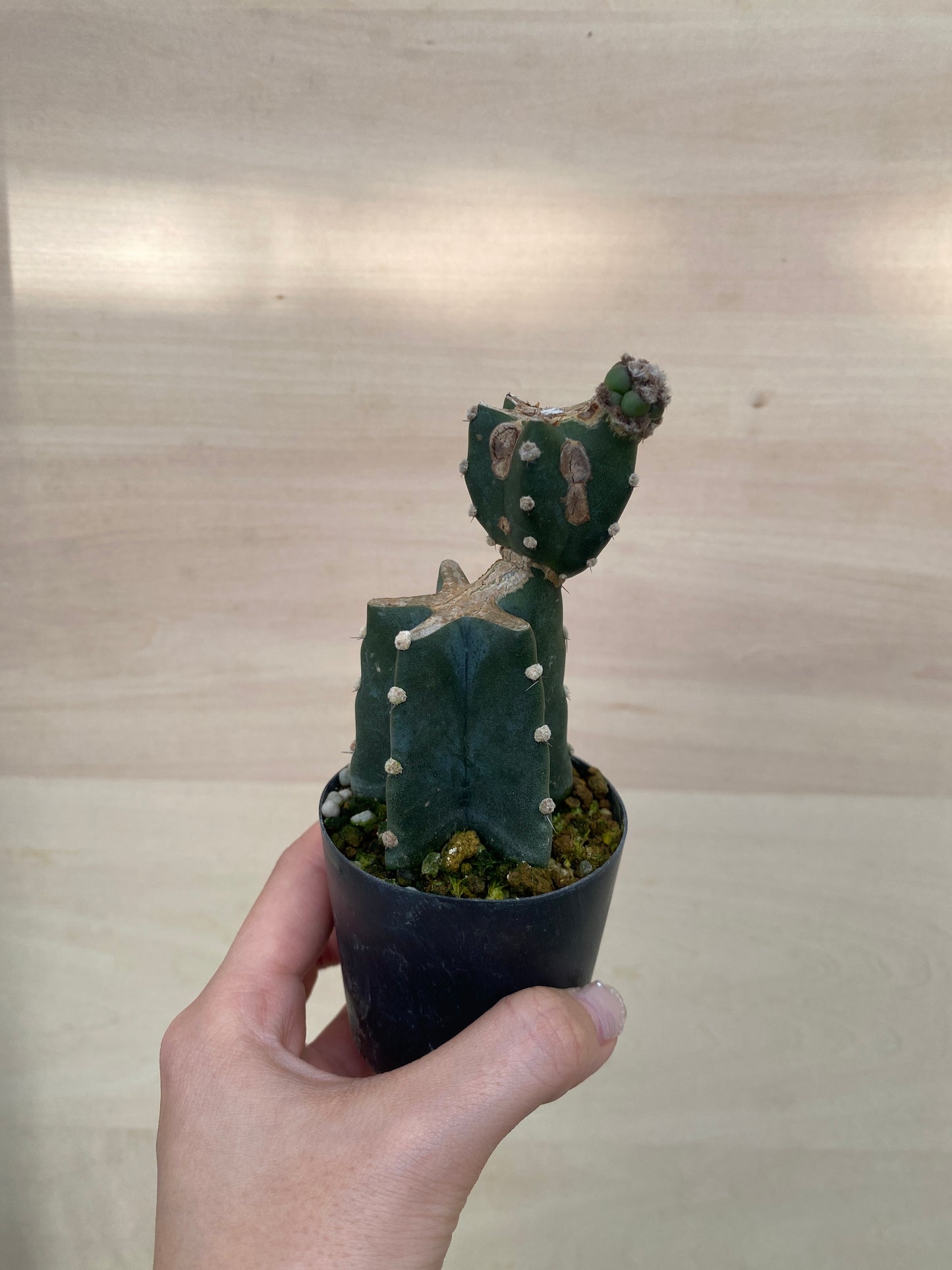 No.03058　柱サボテン　2.5号鉢