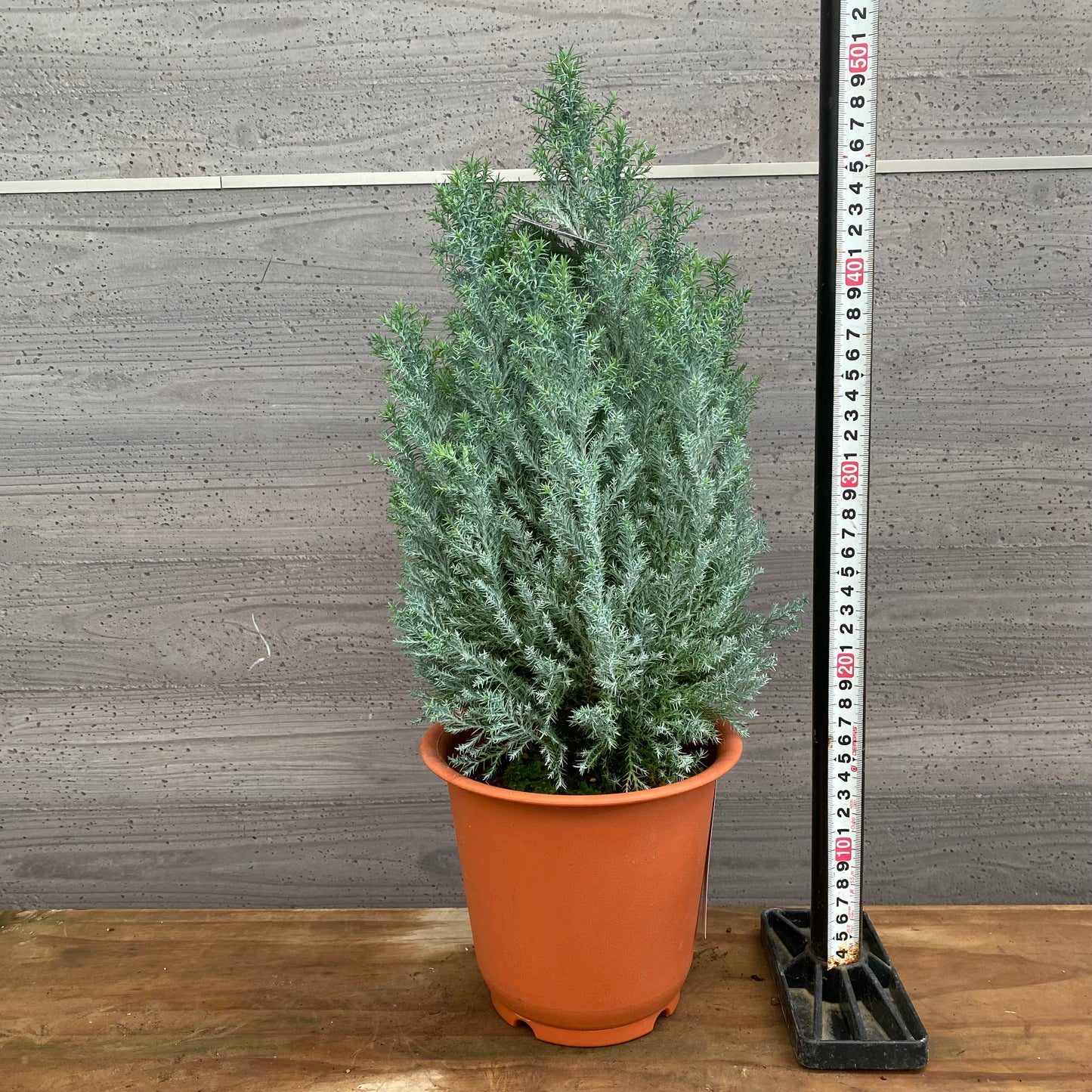 市場仕入れ即売会　No.25083　ローソンヒノキ　シルバースター　6号鉢