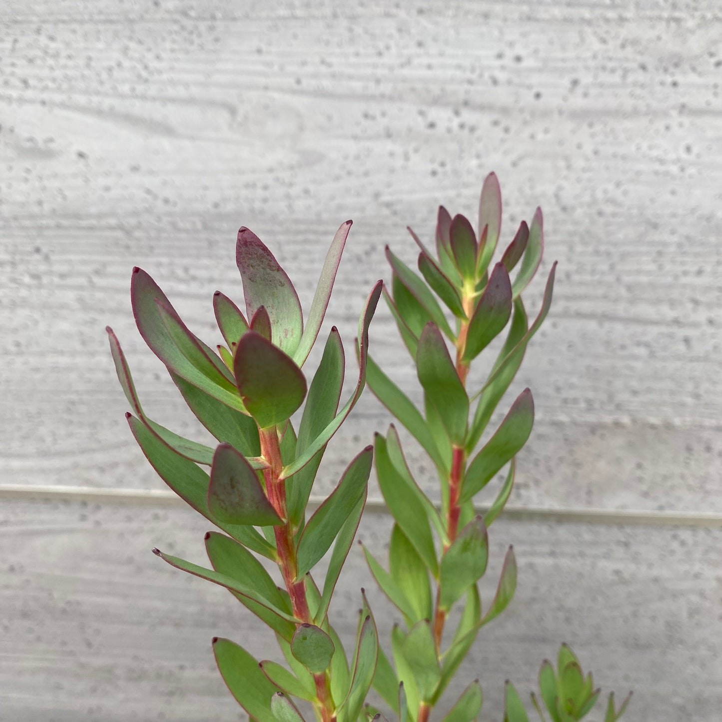 リューカデンドロン　サマーフレーム　６号スリット鉢/オリジナル色