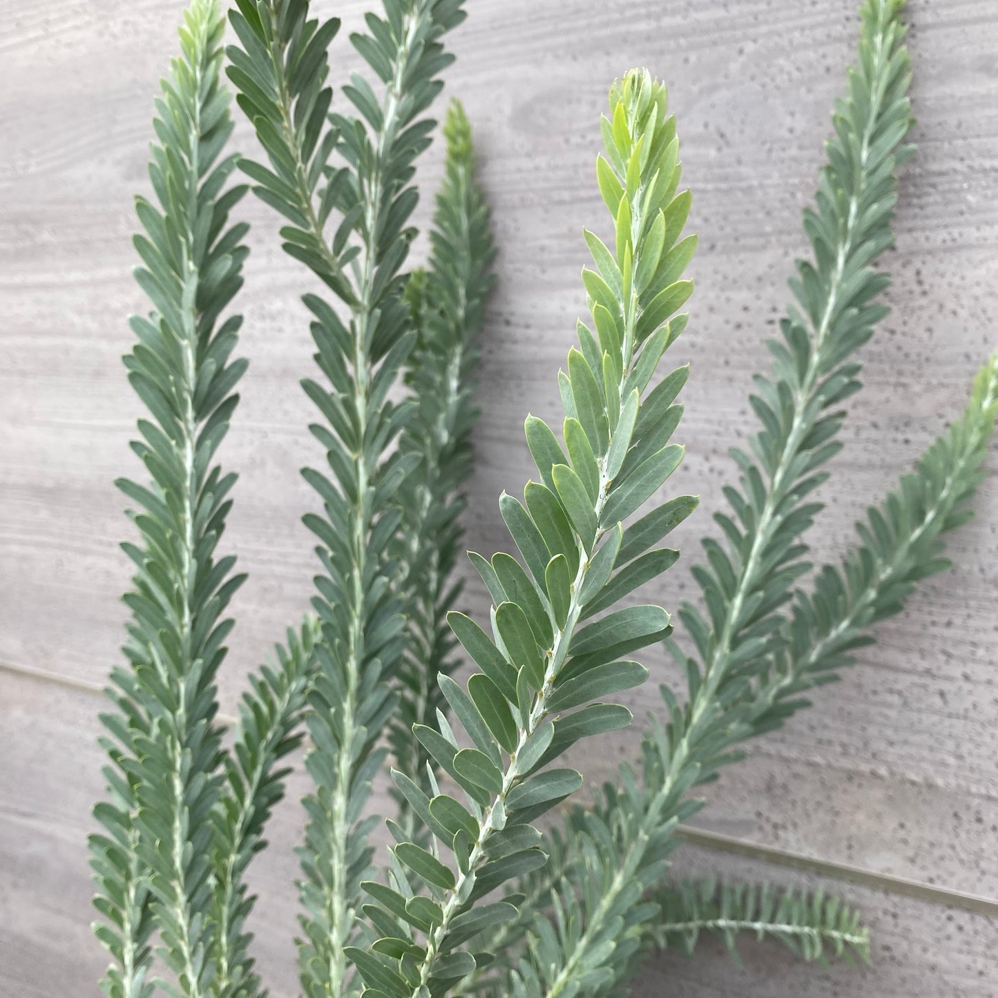 No.1301　アカシア　ブルーブッシュ　6号鉢