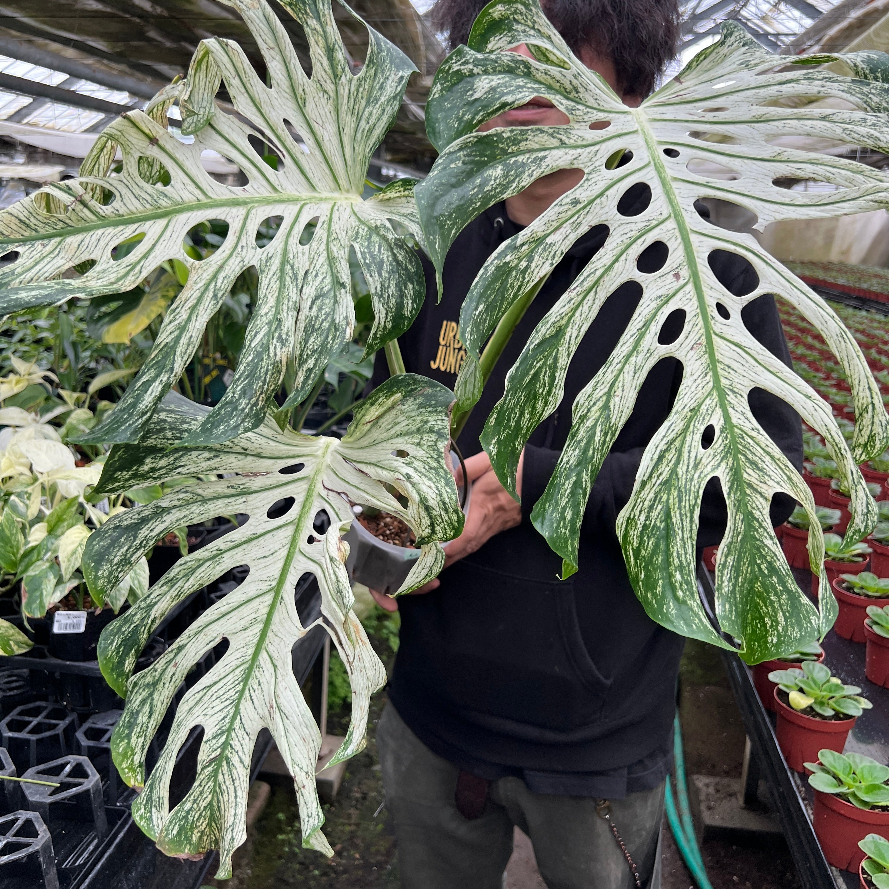 URBAN JUNGLE特集☆U13 モンステラ デビルモンスター 5号鉢 – 植物家族