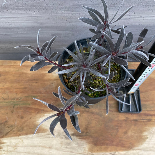 市場仕入れ即売会　No.25079　リュウカデンドロン　デュリフ　5号鉢