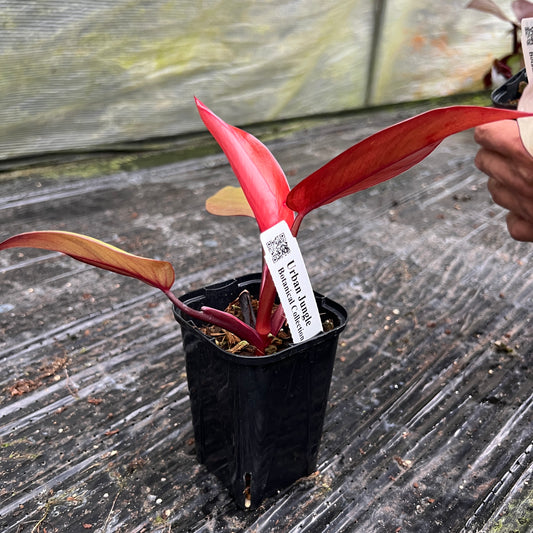 URBAN JUNGLE特集★U50　フィロデンドロン　パーシモンプリンセス　3号鉢