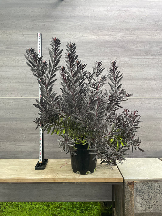 No.10011 リューカデンドロン デュリフ 7号鉢