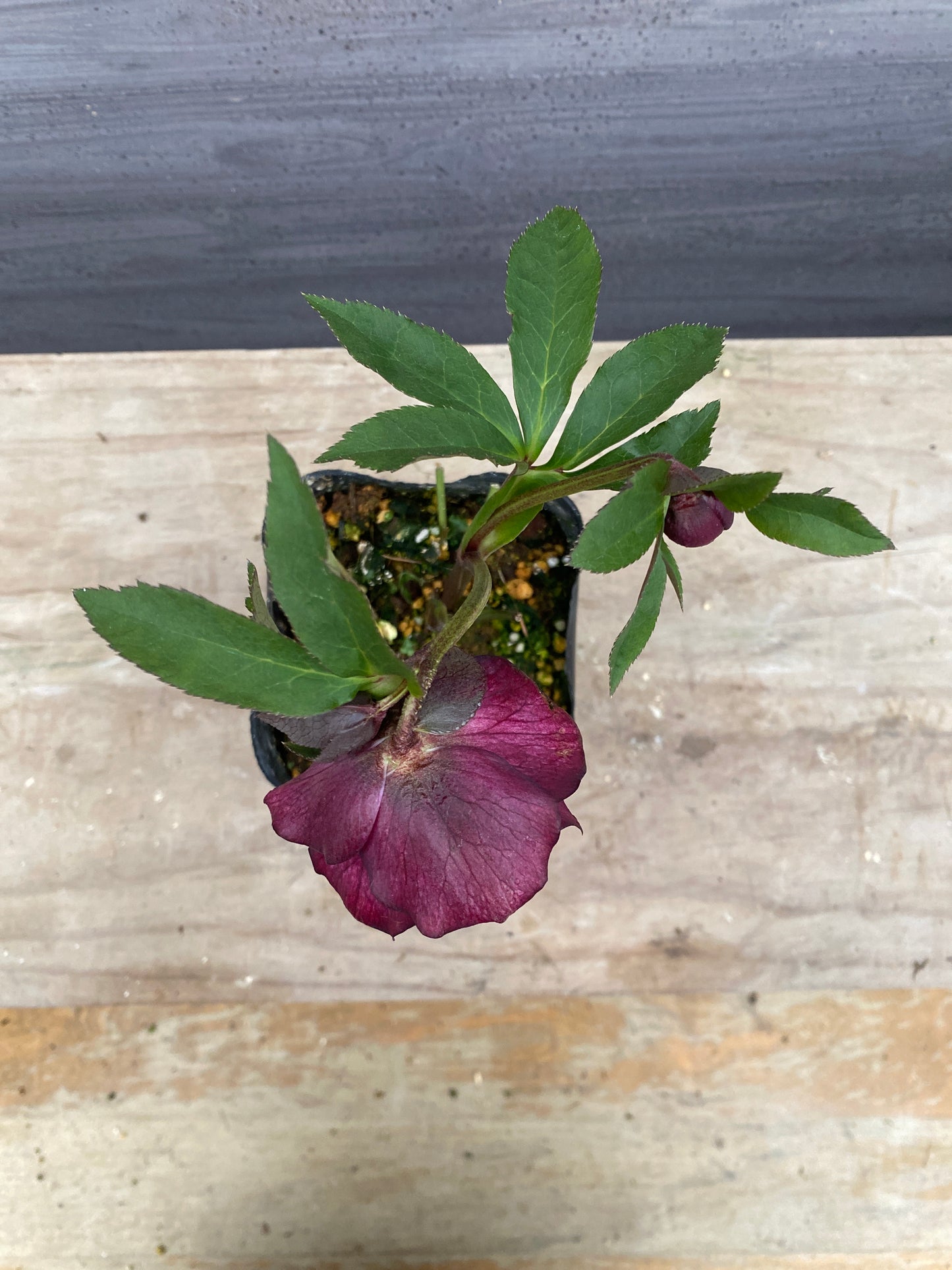 No.05137　横山園芸★クリスマスローズ　プリマドレス　5号苗ポット