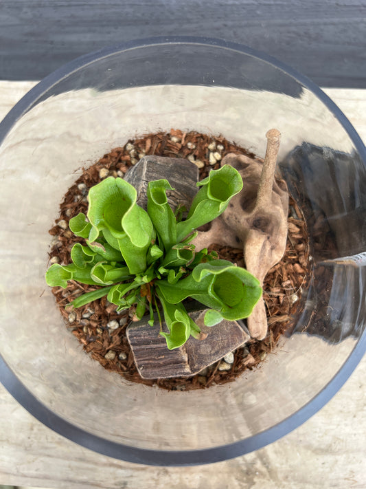 社長植栽★サラセニア　ガラスベース仕立て