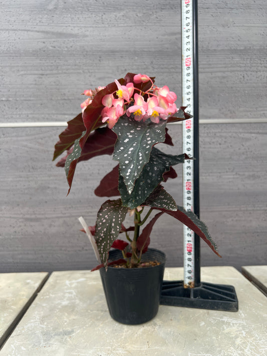 花郷園★木立性ベゴニア Pink Freckles 3.5号苗ポット