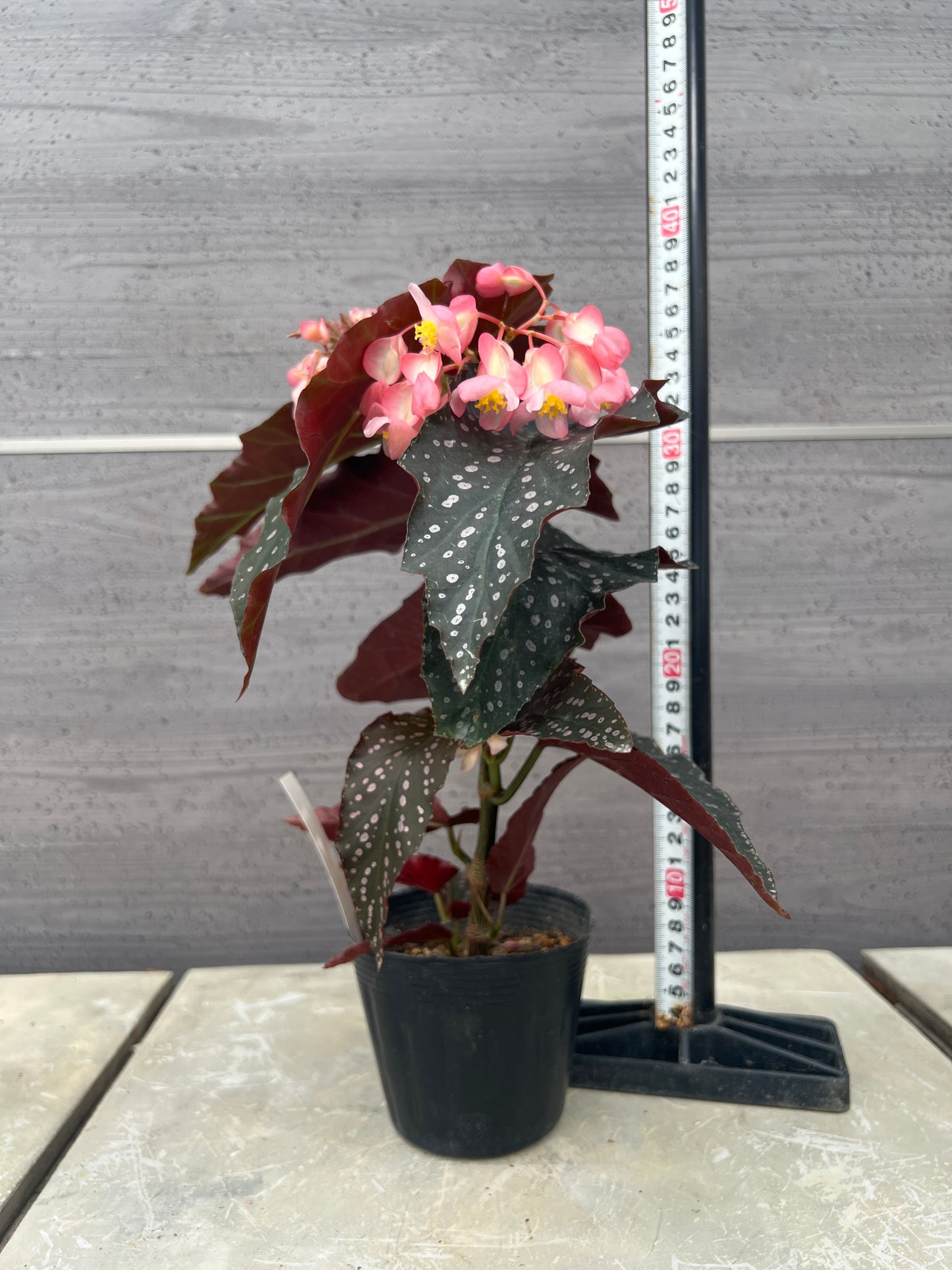 花郷園★木立性ベゴニア　Pink Freckles　3.5号苗ポット