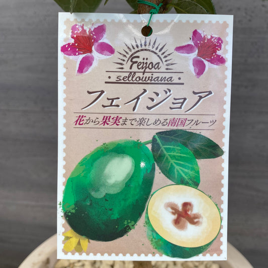 フェイジョア 7号オリジナルポット