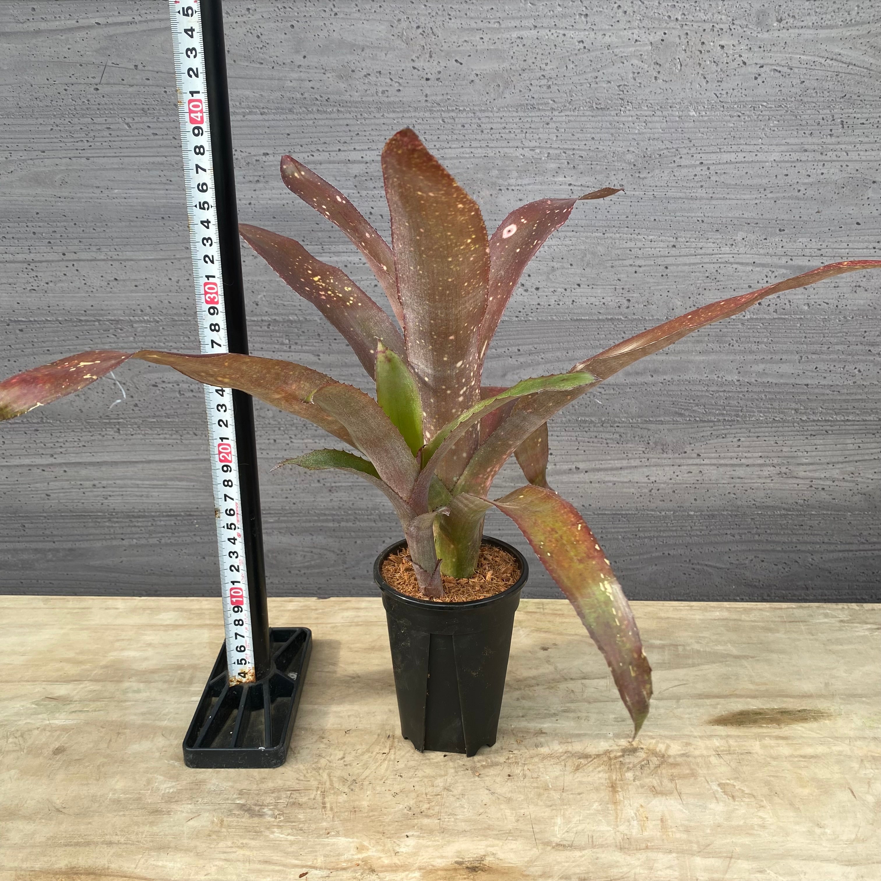 商品 – 植物家族