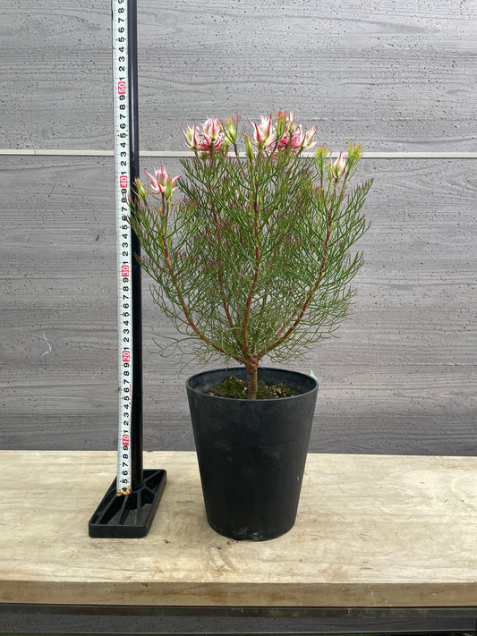 No.10010　ジョーイセルリア　カルメン　5号鉢