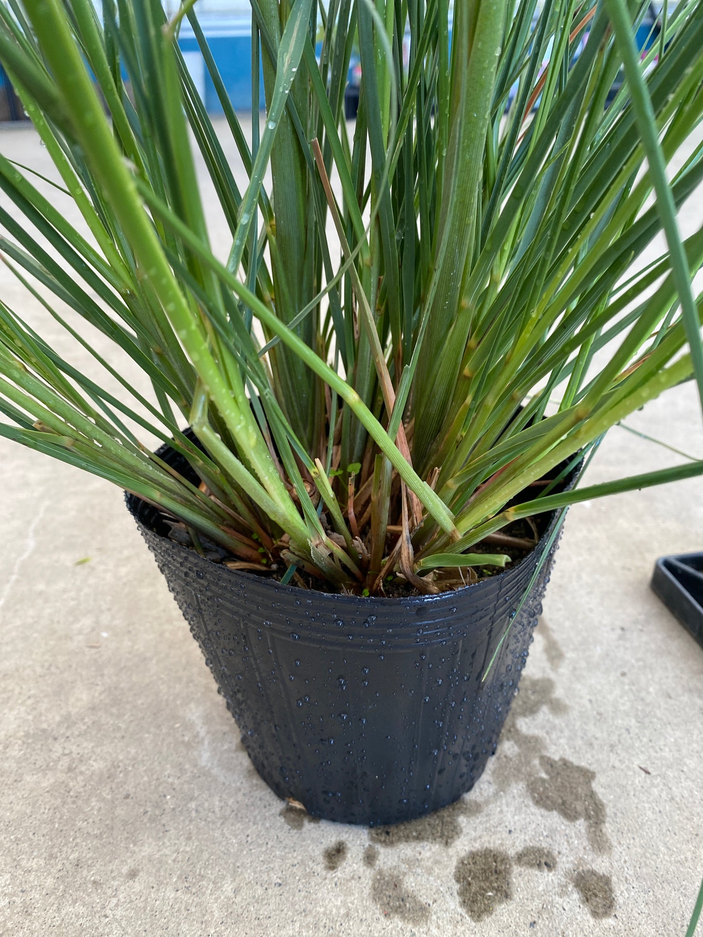 岡本緑花特集　ミニパンパスグラス　タイニーパンパ　5号苗ポット