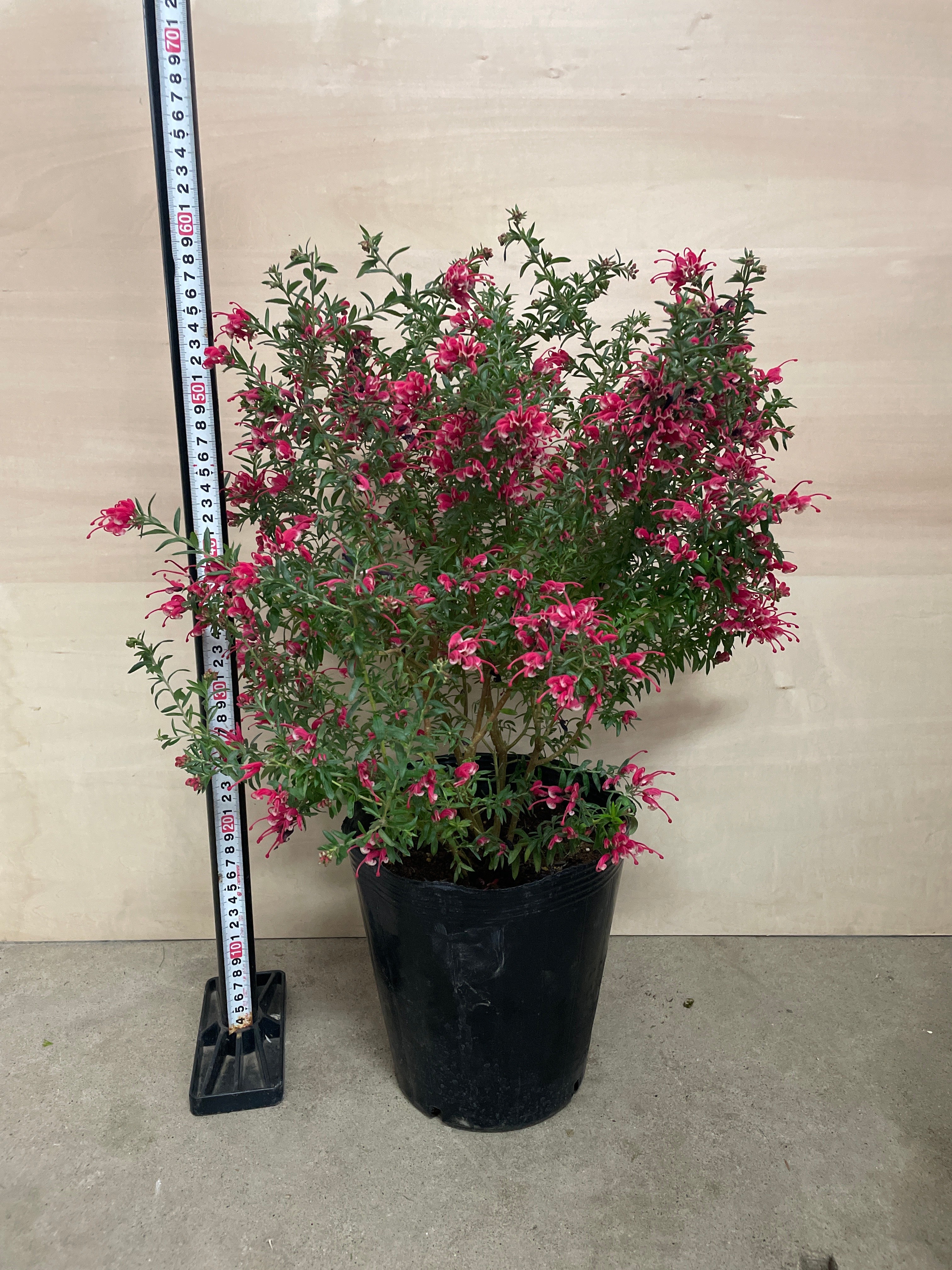 Pickup 全ての商品 – 植物家族