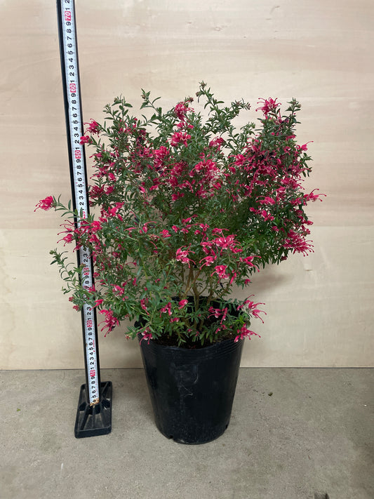 No.25004　グレビレア　ピグミーダンサー　7号苗ポット