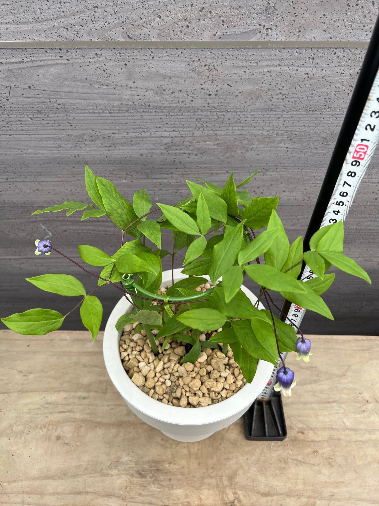 社長植栽★クレマチス　雫　7号おすすめ白ポット