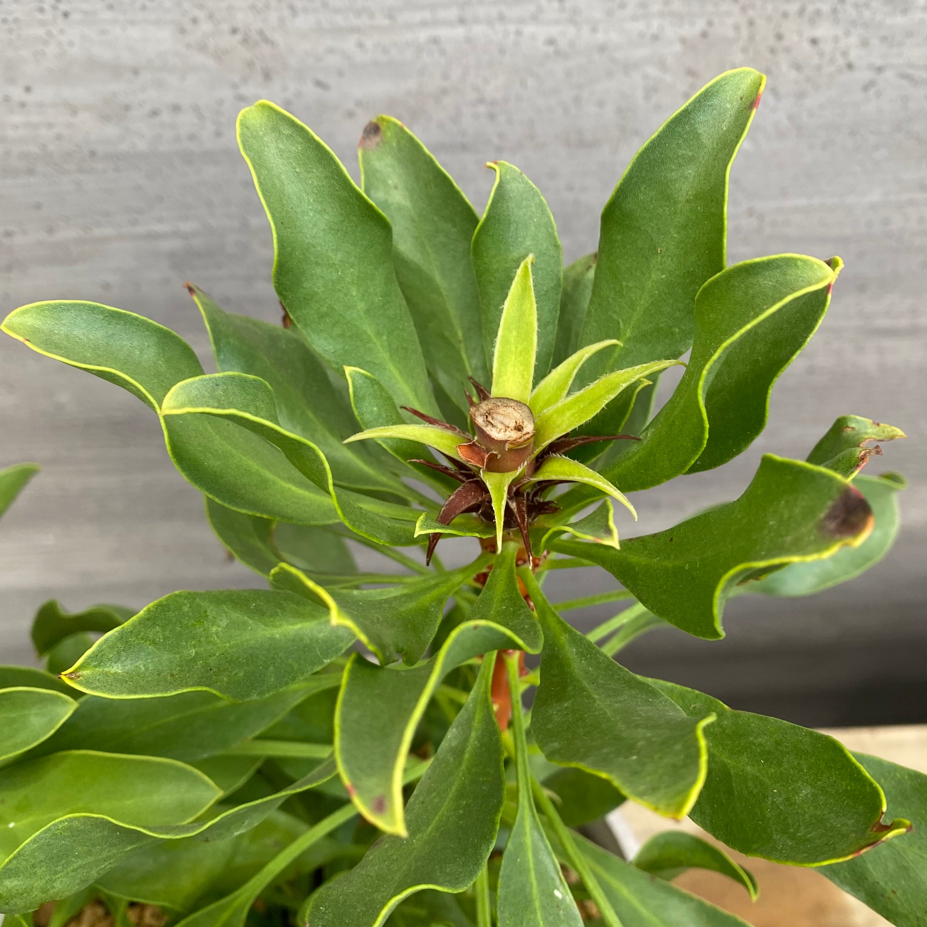 No.12025 プロテア オータムプリンス ホワイトプラ鉢 – 植物家族