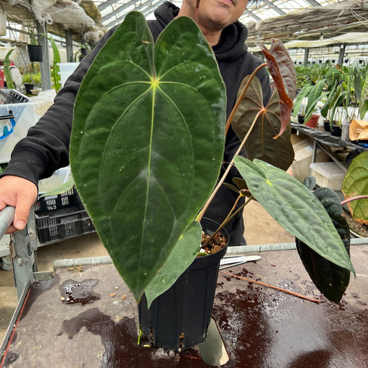 URBAN JUNGLE特集★U52　アンスリウム　パピリーラミナム　5号鉢