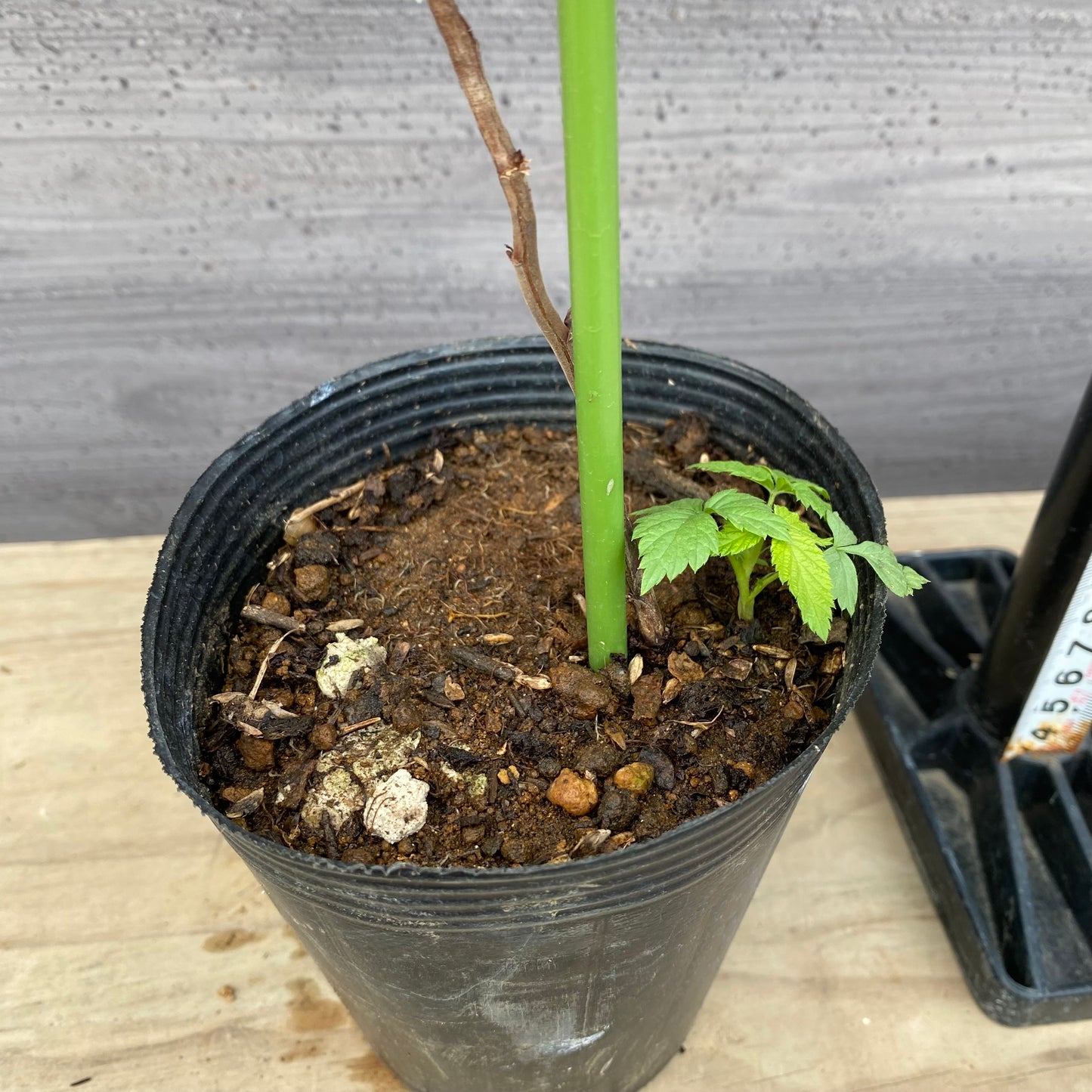 ラズベリー　ルビービューティー　4号苗ポット　★1本で結実します