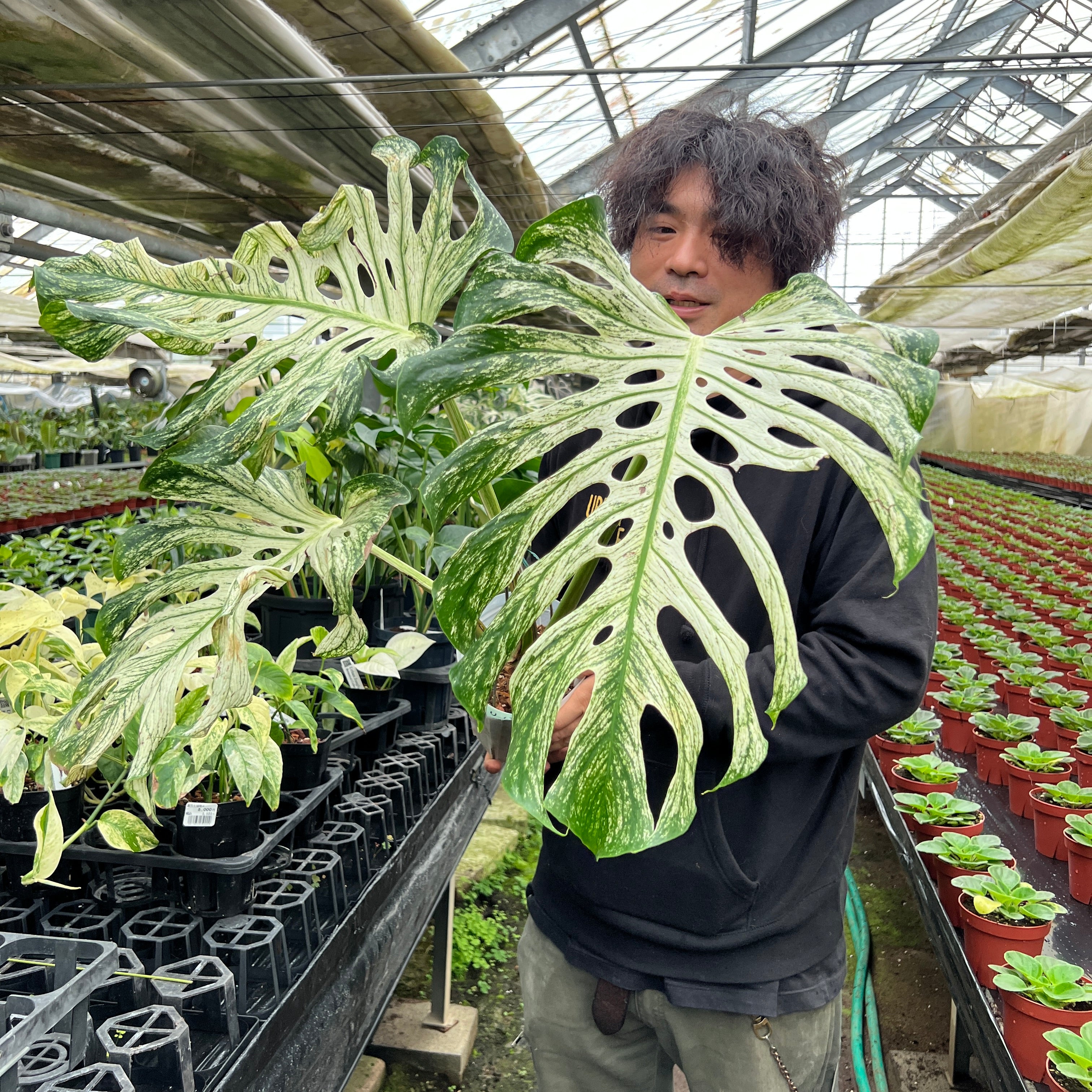 URBAN JUNGLE特集☆U13 モンステラ デビルモンスター 5号鉢 – 植物家族