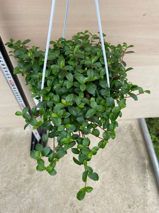 No.27023　フィカス　シャングリラ　5号吊り鉢