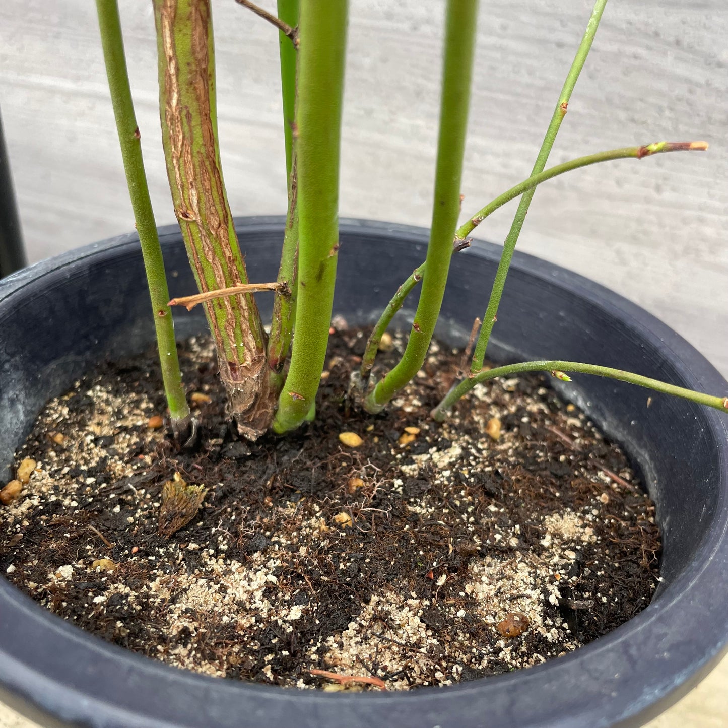 ブルーベリー（ラビットアイ系）2種混合植え　5号鉢