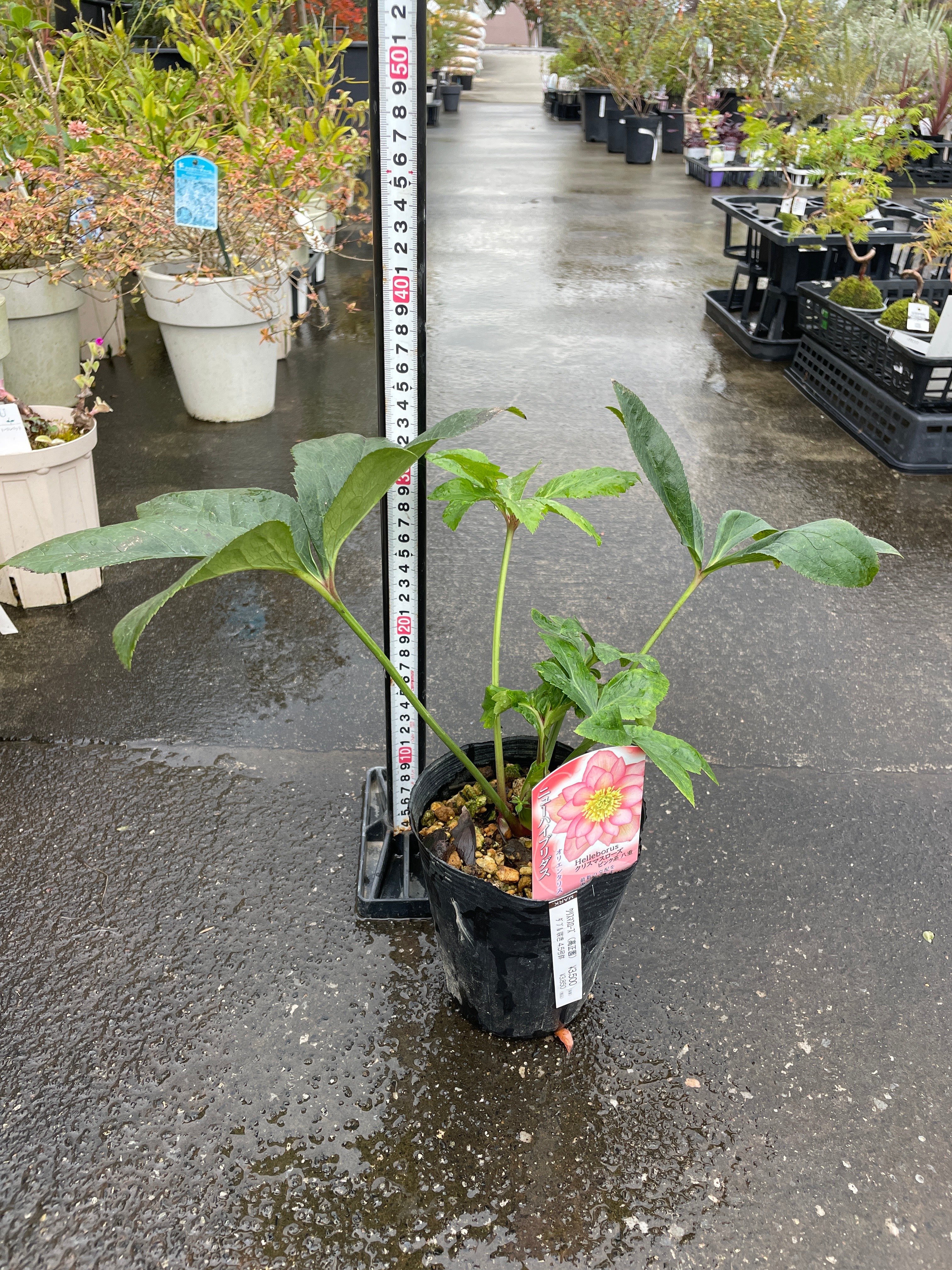 M45 クリスマスローズ ピンク系八重 4.5号苗ポット – 植物家族