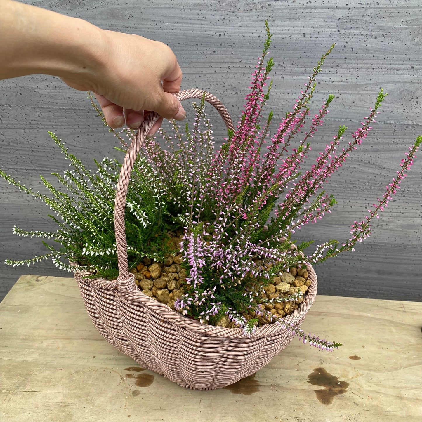 社長植栽★　カルーナ　ガーデンガールズ4ポット寄せ植え　手付きバスケットピンク