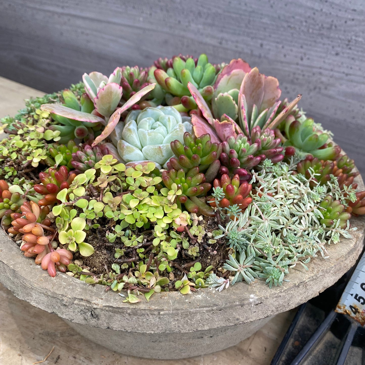 寄せ植えI　キューガーデンポット