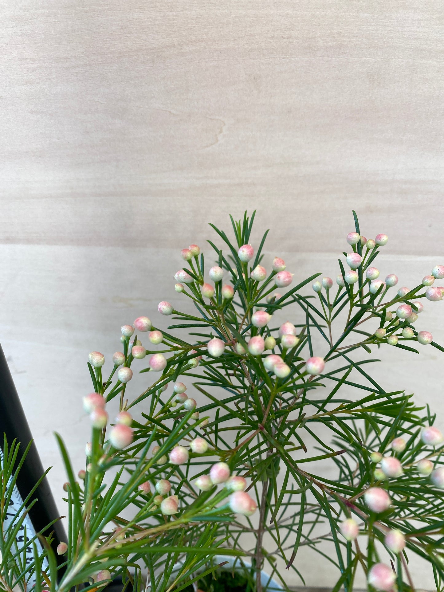 No.19008　ワックスフラワー　4号鉢