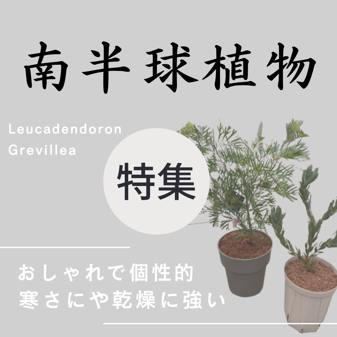 社長が厳選し仕立てた南半球の植物特集！