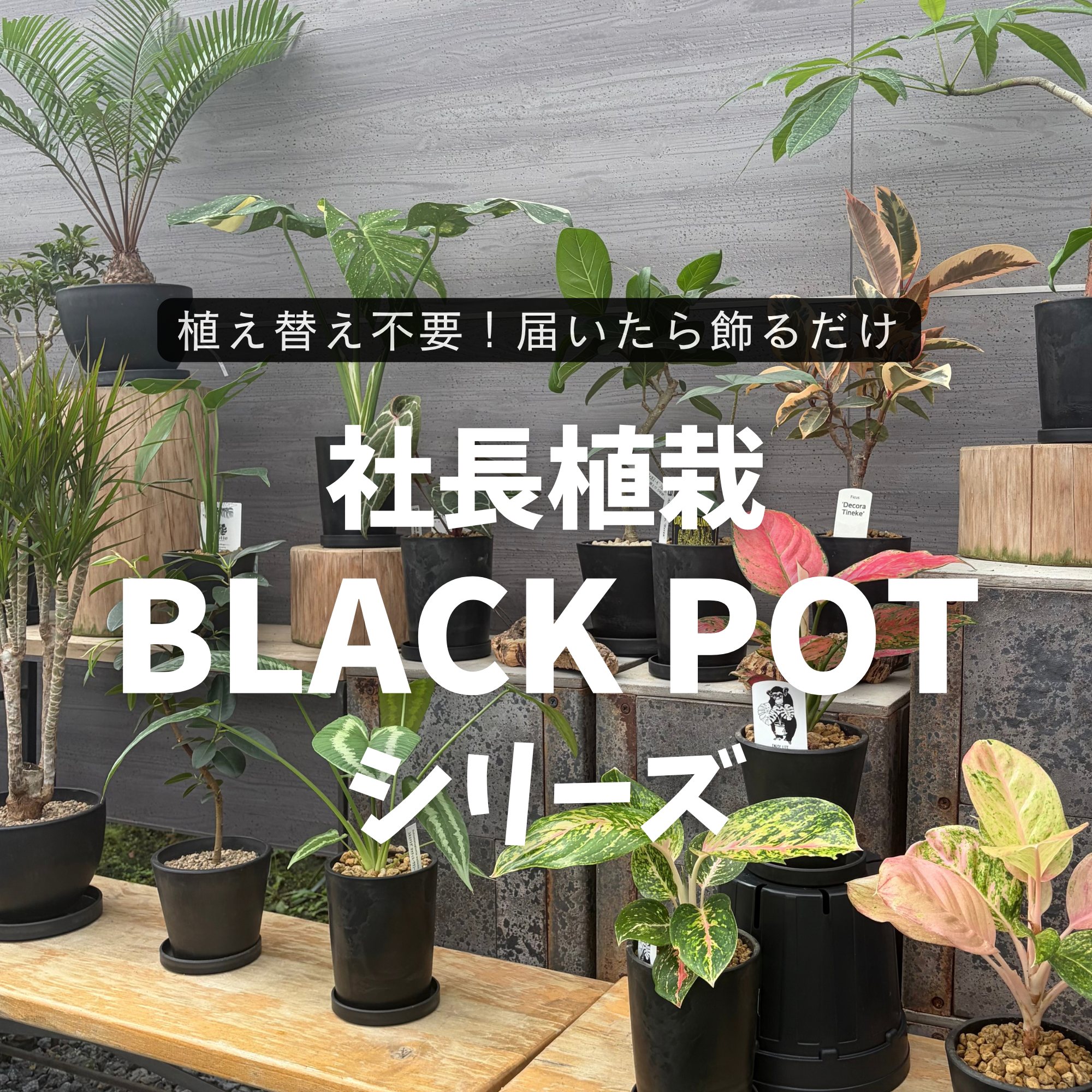 シンプルな黒ポットだから、植物そのものの美しさが際立ちます！ 植え替え不要で、届いたその日から楽しめる「社長植栽植物 BLACK POT」です。