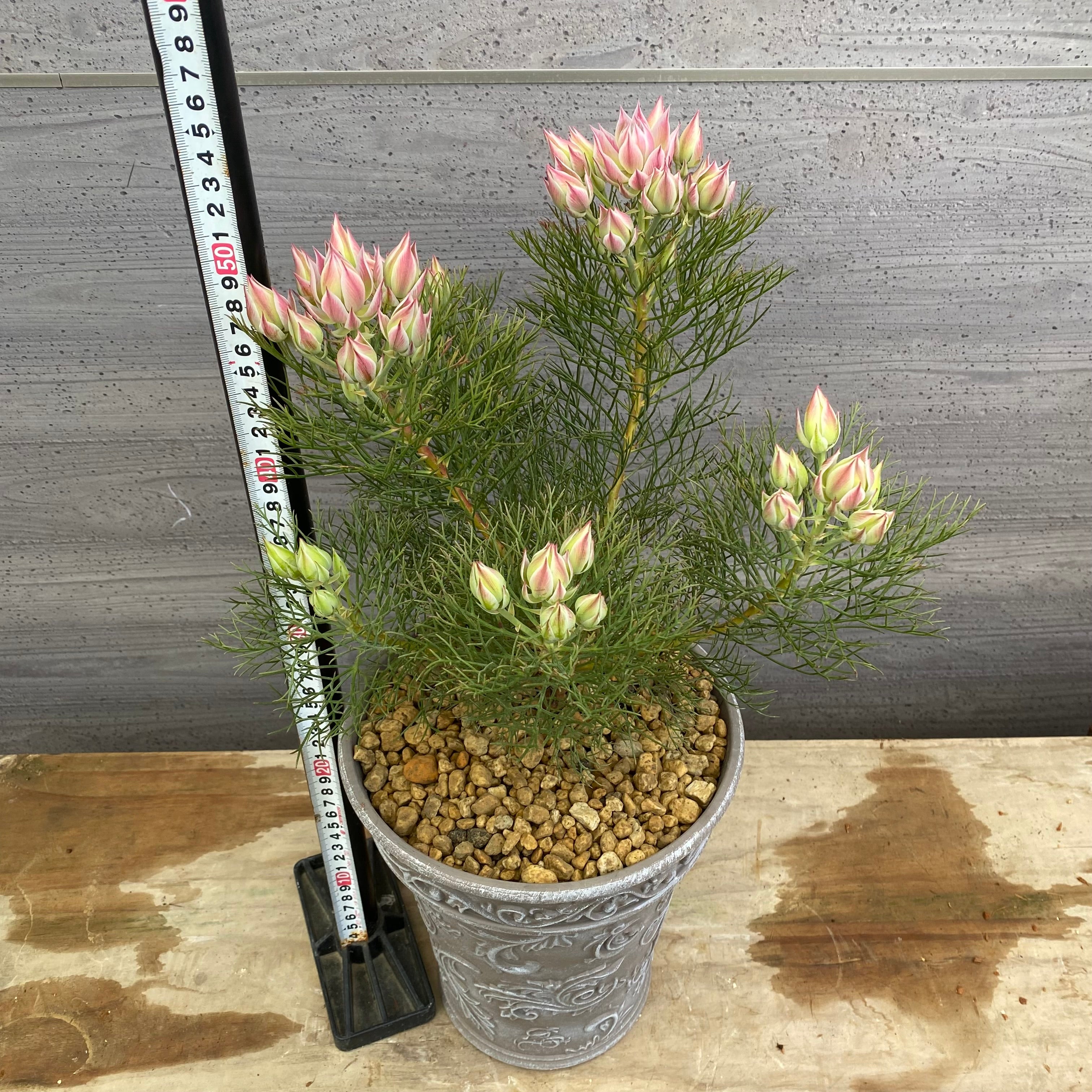 No.12023 セルリア プリティピンク グレープラ鉢 – 植物家族