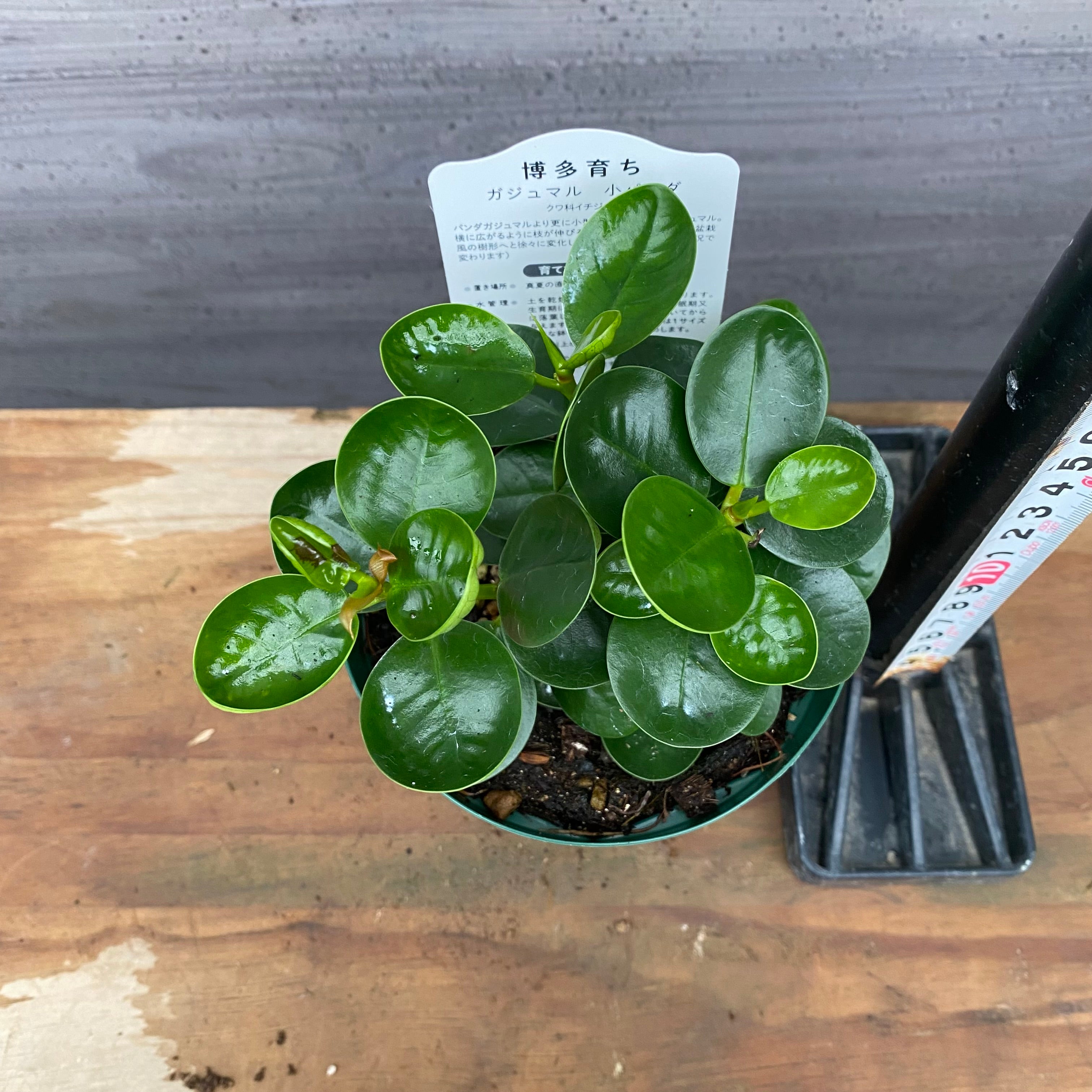 市場仕入れ即売会 No.25023 パンダガジュマル 4号鉢 – 植物家族