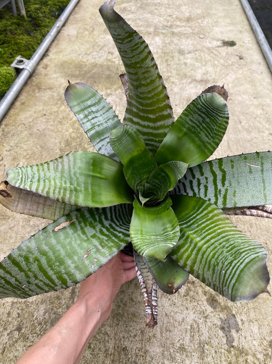 農場散策販売会　No.28074　エクメア　deleon chantinii　3号