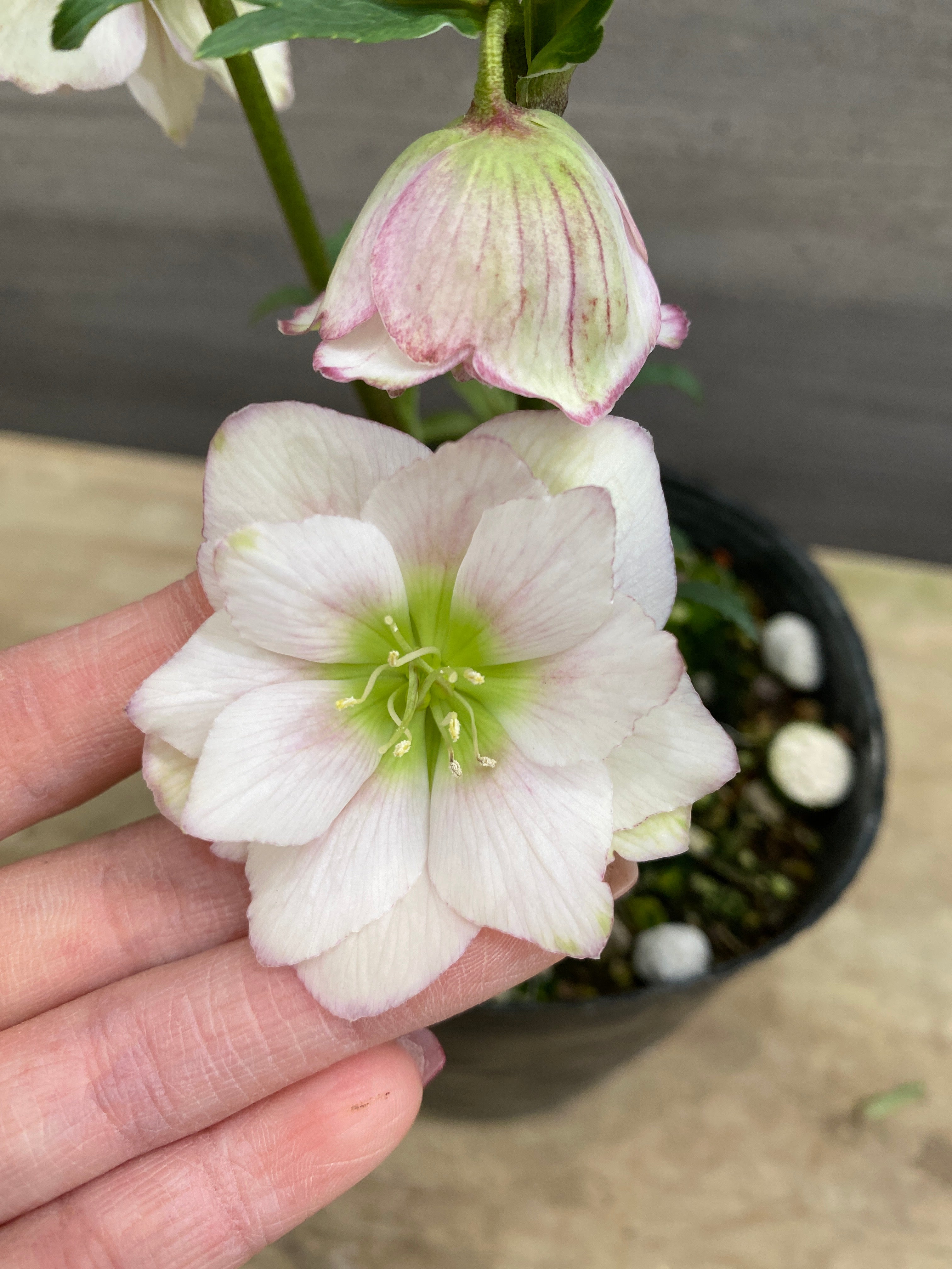 M067 クリスマスローズ 八重咲き 4号苗ポット – 植物家族