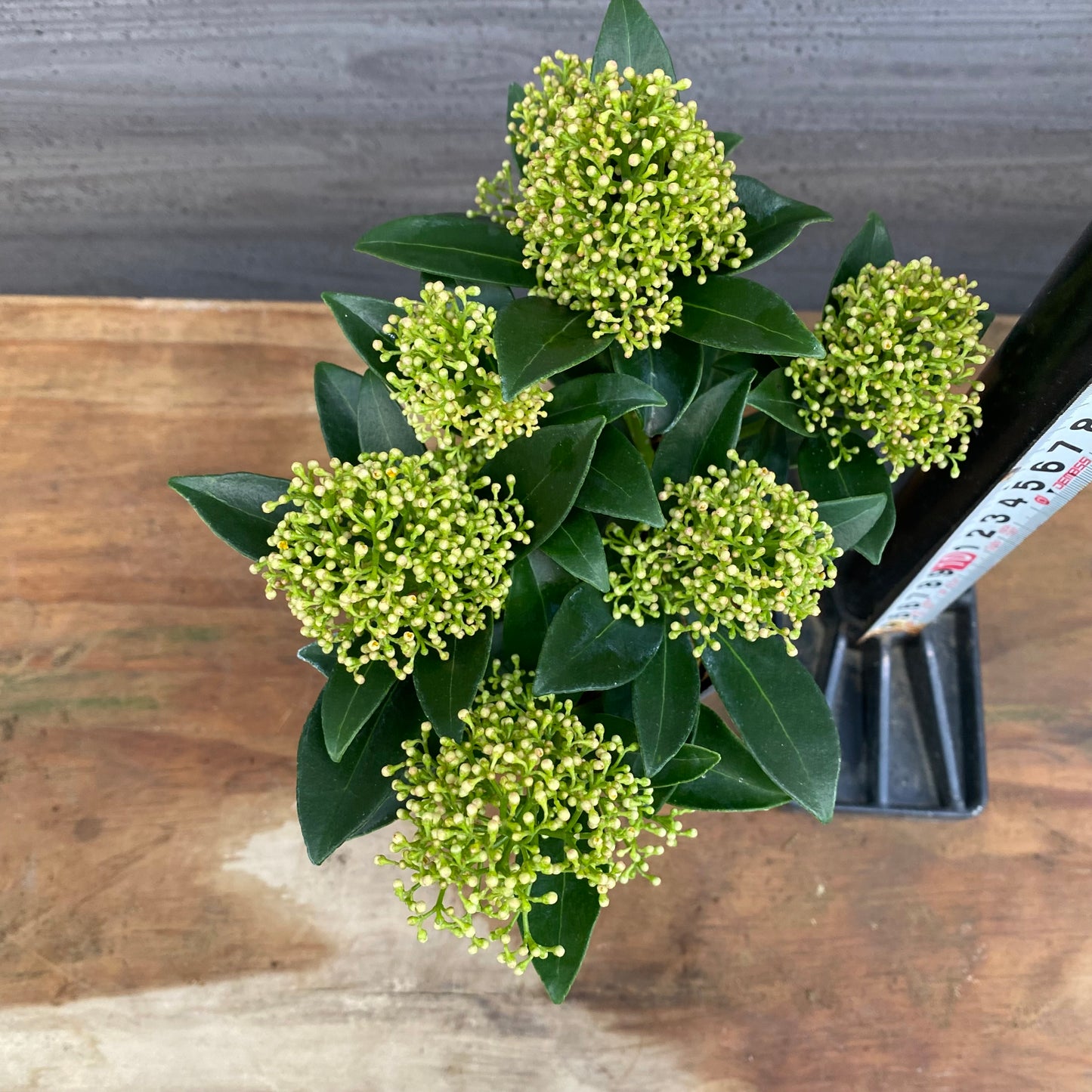 市場仕入れ即売会　No.25072　深山スキミア　ホワイトドワーフ　3号鉢