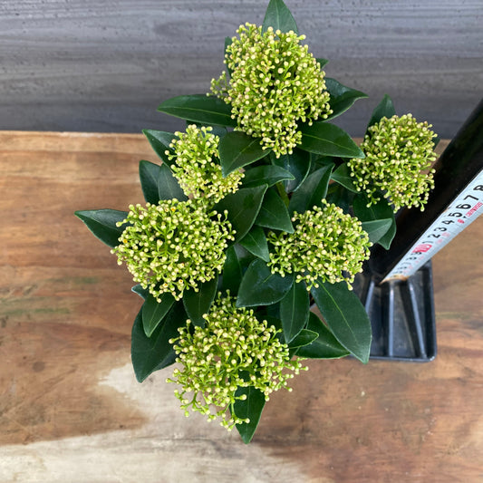 市場仕入れ即売会　No.25072　深山スキミア　ホワイトドワーフ　3号鉢